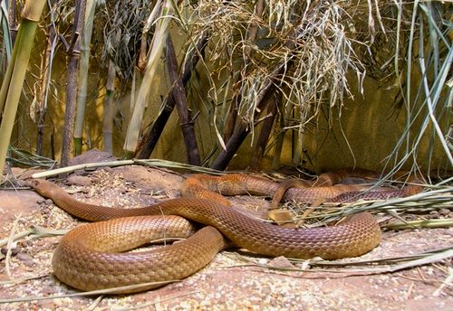 The most venomous Australian snake: the Inland Taipan or Fierce Snake