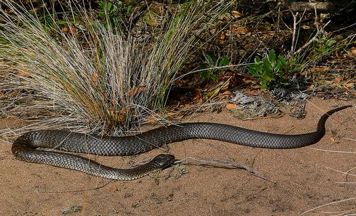 A Tiger Snake