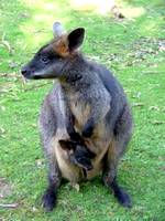 Wallaby with joey