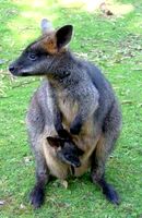 Wallaby With Joey