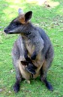 Wallaby With Joey Wallaby With Joey
