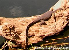 Water Monitor sun basking on log