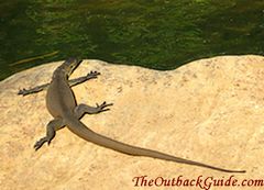 Water Goanna sun basking on rock