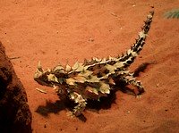 Thorny Devil