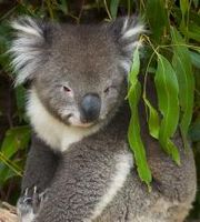 unique australian animals cuddly