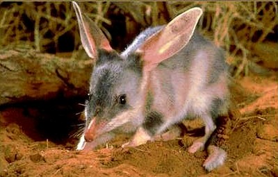 Australian Desert Animals