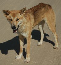 A wild dingo doesn't carry any excess flesh. A wild dingo doesn't carry any excess flesh.