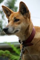 Australian dingos make excellent pets