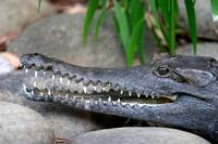 Young Australian Johnston or Freshwater Crocodile