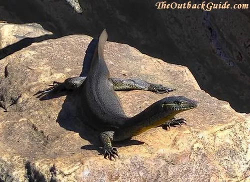 Water Monitor or Goanna Water Monitor or Goanna
