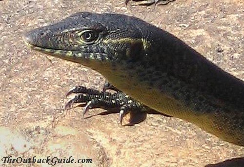 Friendly Australian lizard