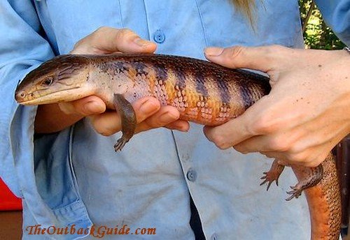 Me holding a Blue Tongue Lizard I found in the garden