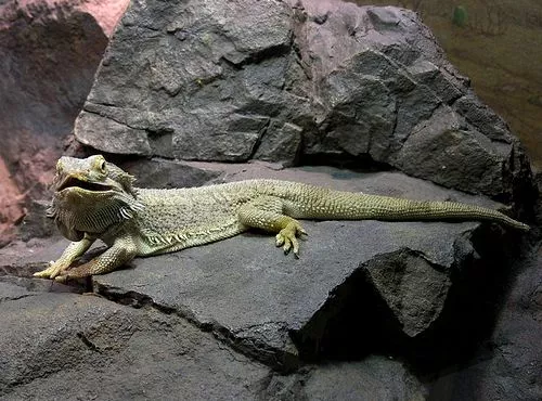 Bearded Dragon Bearded Dragon