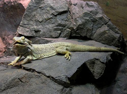 Bearded Dragon