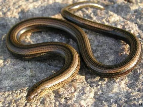 Legless lizard Legless lizard