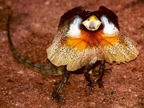 Angry Frilly Lizard Angry Frilly Lizard