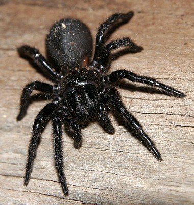 Australian Funnel-web Spider