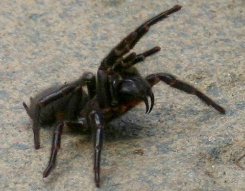 Aggressive Sydney Funnel-web Spider