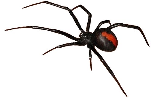 Australian Redback Spider