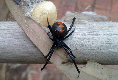 Redback Spider with egg sack Redback Spider with egg sack