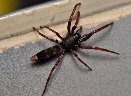 White-tailed Spider White-tailed Spider
