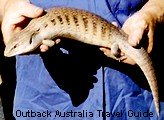 Blue Tongue Lizard