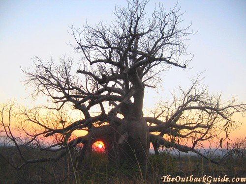 Boab tree Boab tree