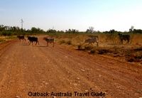 Cattle on Australian Outback track