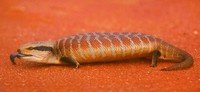 Central Blue-Tongue Skink