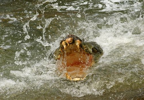 A saltwater crocodile attacks