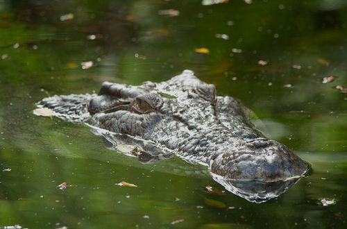 xcrocodile-attacks-2.jpg.pagespeed.ic.BSO-9_sTJ6.jpg