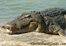 Saltwater Crocodile