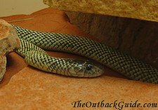 Inland Taipan