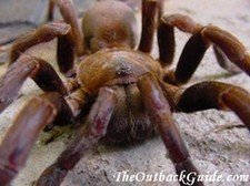 Big Spider Big Spider