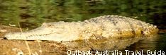 Australian Freshwater Crocodile