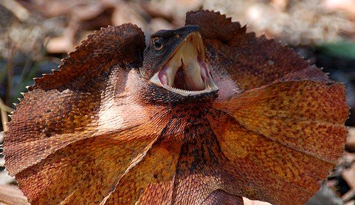 Angry Frilly Lizard