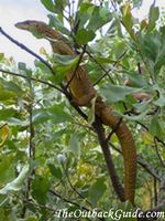 A monitor lizard in a tree