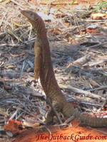 A goanna checking out the area