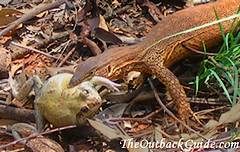 A little goanna has caught a frog