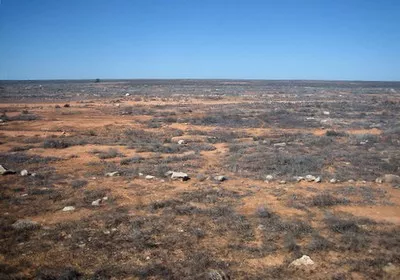 Vegetation in the Nullarbor Desert Vegetation in the Nullarbor Desert
