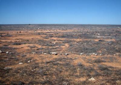 Vegetation in the Nullarbor Desert