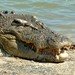 Saltwater Crocodile