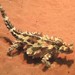 Thorny Devil