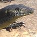 Monitor Lizard