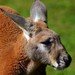 Red Kangaroo