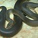 Brown Snake