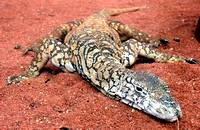 Perentie