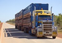 A road train hauling cattle A road train hauling cattle