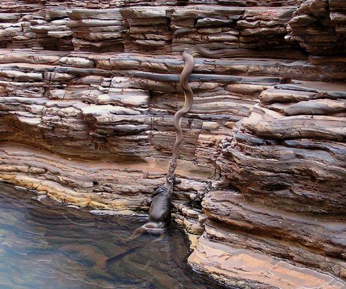 Australian snake pulling cow out of the water? Not!