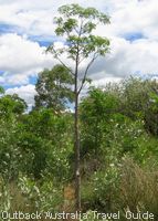 Young boab tree